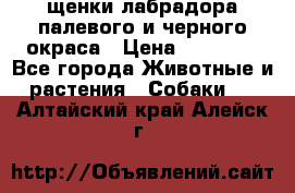 щенки лабрадора палевого и черного окраса › Цена ­ 30 000 - Все города Животные и растения » Собаки   . Алтайский край,Алейск г.